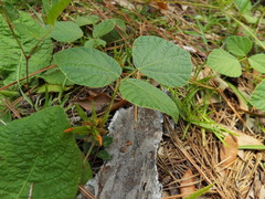 Rhynchosia difformis