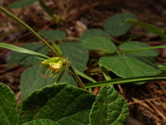 Rhynchosia difformis