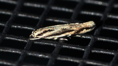 Melanocinclis lineigera