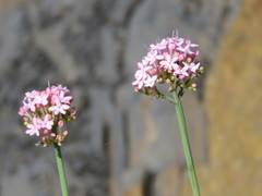 Centranthus lecoqii