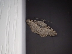 Digrammia gnophosaria