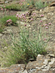 Centranthus lecoqii