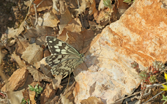 Melanargia larissa