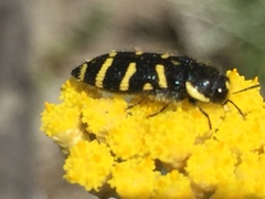 Acmaeodera quadrifasciata quadrifasciata