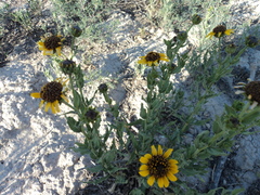 Helianthus laciniatus