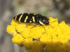 Acmaeodera quadrifasciata quadrifasciata
