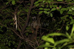 Paradoxurus musangus