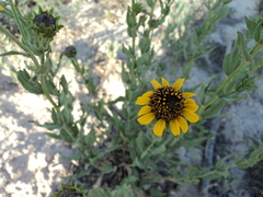 Helianthus laciniatus