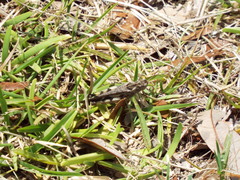 Chortophaga australior