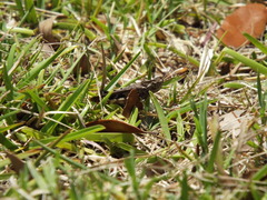 Chortophaga australior