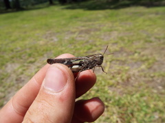 Chortophaga australior