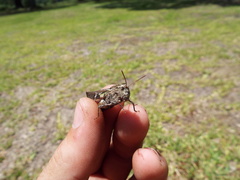 Chortophaga australior