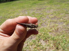Chortophaga australior