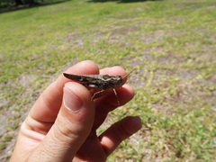 Chortophaga australior