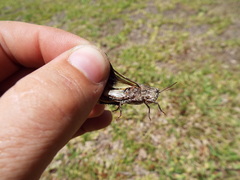 Chortophaga australior