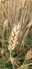 Triticum durum