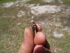 Chortophaga australior