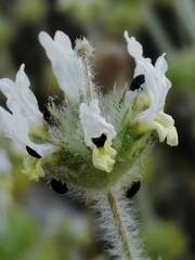 Sideritis hirsuta