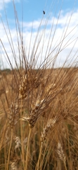 Triticum durum