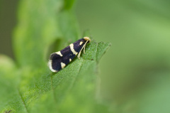 Incurvariidae