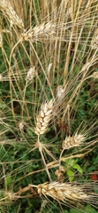 Triticum durum