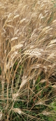 Triticum durum