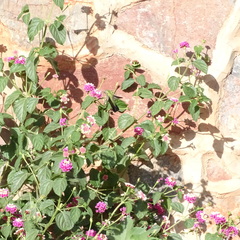 Cynanthus latirostris