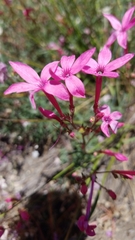 Ipomopsis aggregata bridgesii