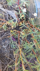 Ipomopsis aggregata bridgesii