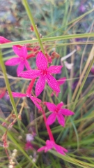 Ipomopsis aggregata bridgesii