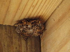 Mischocyttarus mexicanus cubicola
