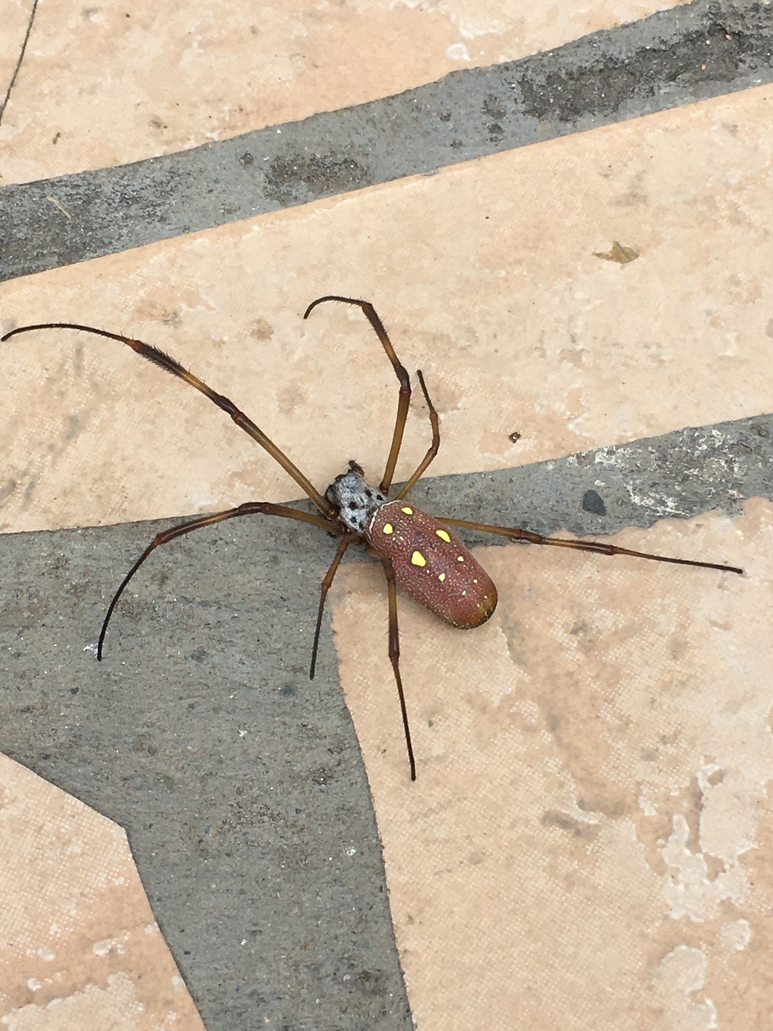 Trichonephila image