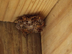Mischocyttarus mexicanus cubicola