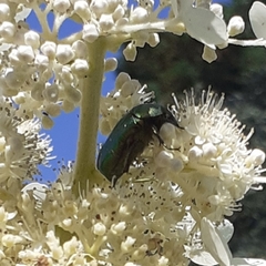 Protaetia cuprea