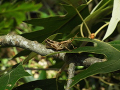 Melanoplus carnegiei