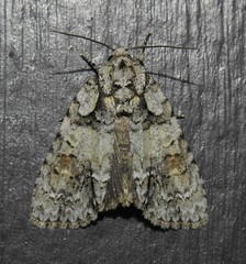 Acronicta ovata