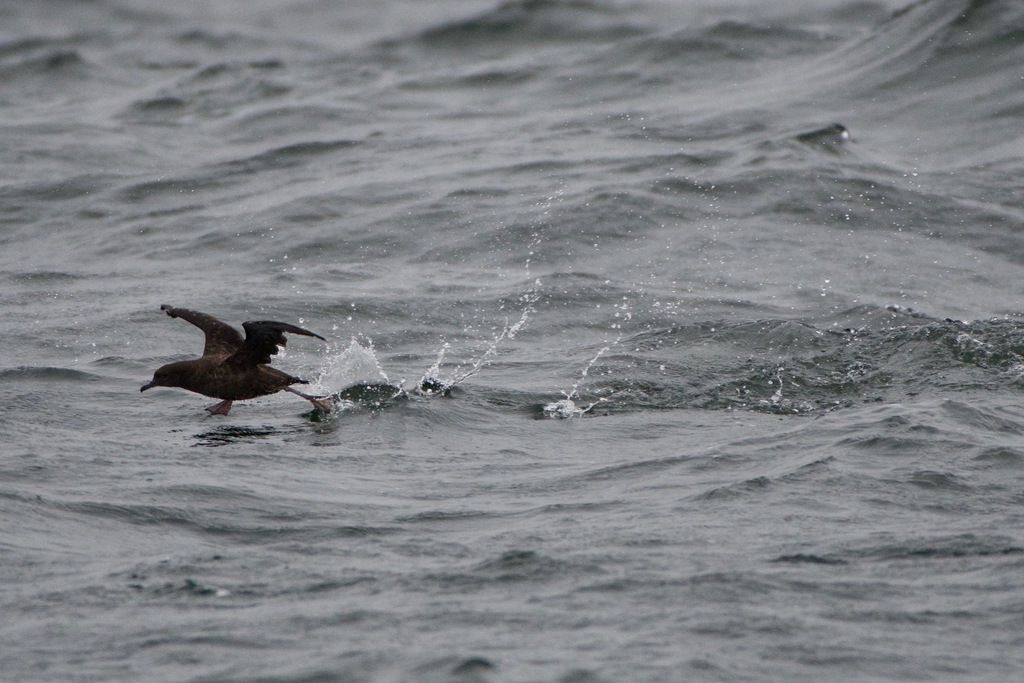Sooty shearwater skimming the sea surface with a splash of spray
