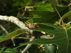 Melanoplus carnegiei