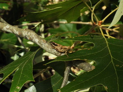 Melanoplus carnegiei