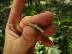 Melanoplus carnegiei