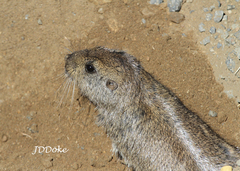 Ctenomys emilianus