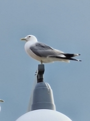 Larus canus