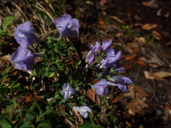 Scutellaria integrifolia