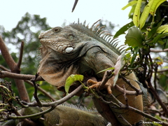 Iguana iguana