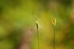 Carex pauciflora