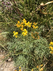 Jacobaea adonidifolia