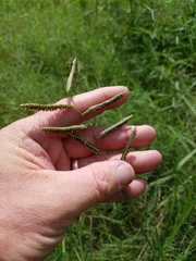 Paspalum denticulatum