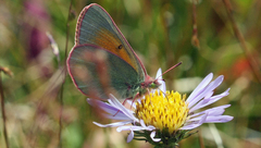 Colias meadii