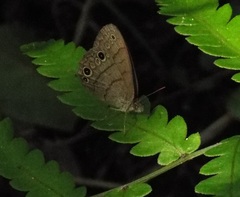 Hermeuptychia intricata