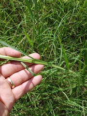 Paspalum denticulatum